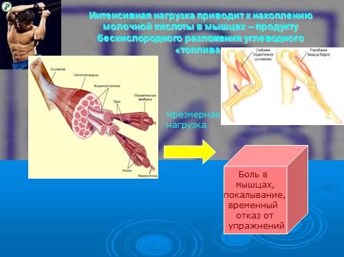 Молочная кислота в организме человека