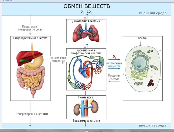 Обмен веществ в организме человека