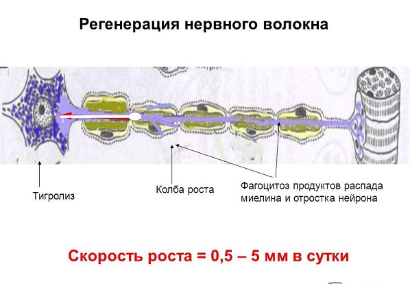 регенерация нервного волокна