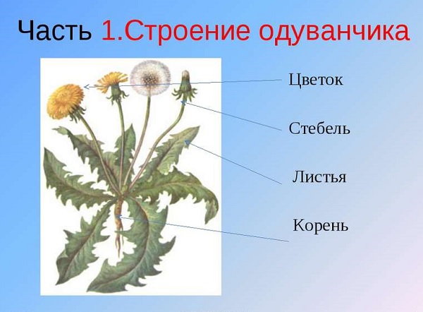 Строение одуванчика