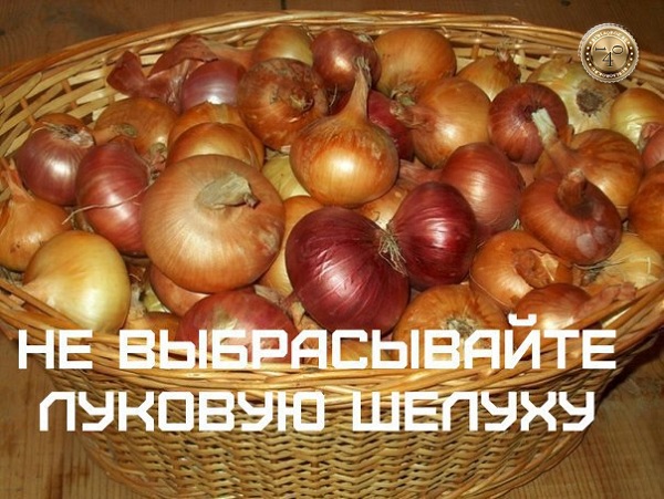 ценная шелуха лука 