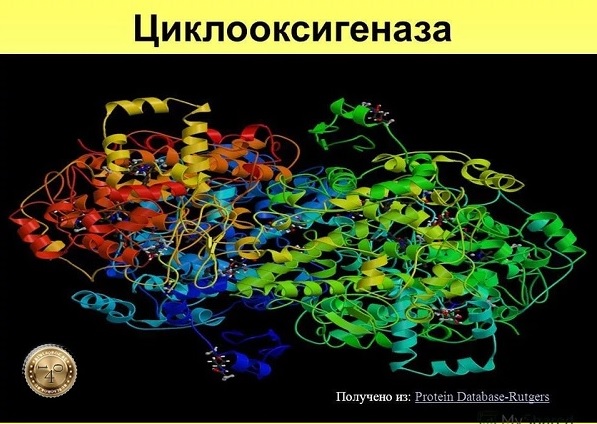 молекула циклооксигеназы