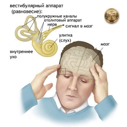 вестибулярный аппарат