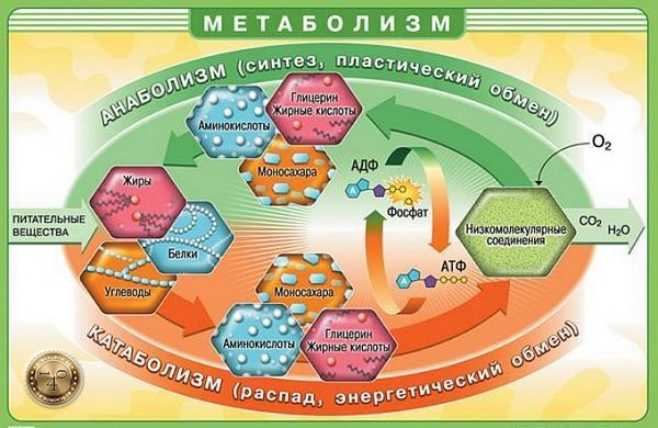 Виды метаболизма