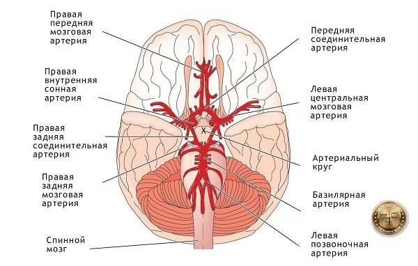 мозговое кровообращение