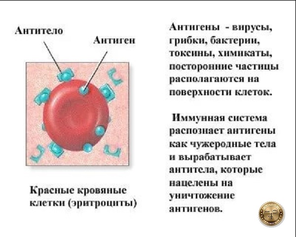 антигены в организме