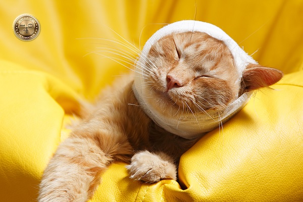 раненый кот