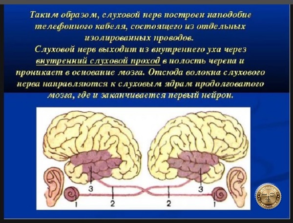 строение слухового нерва