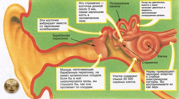 строение уха