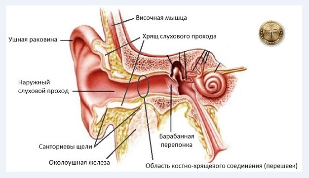 строение уха