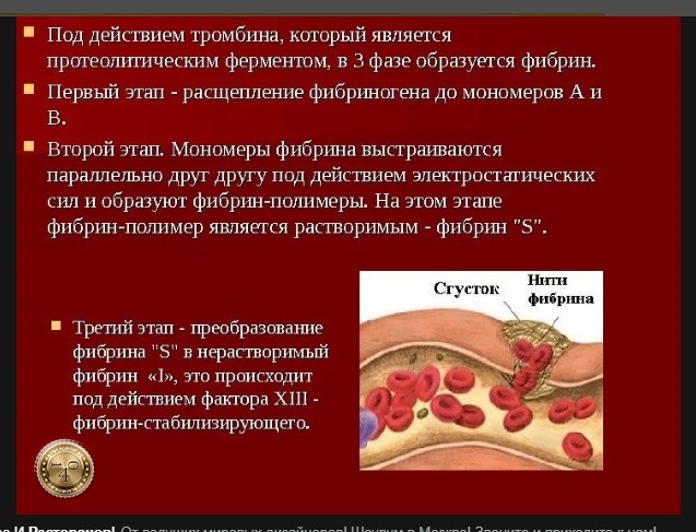 образование фибрина