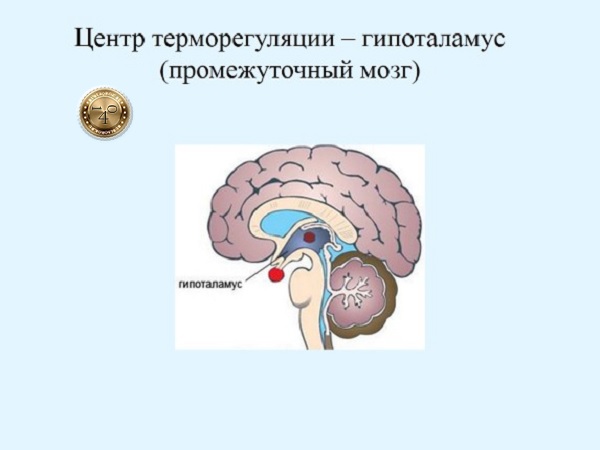 центр терморегуляции