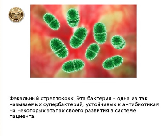 фекальный стрептококк