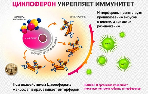 циклоферон против иммунитета