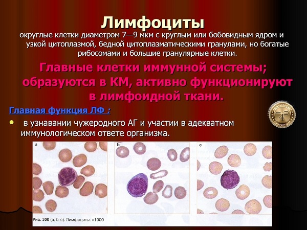 что такое лимфоциты