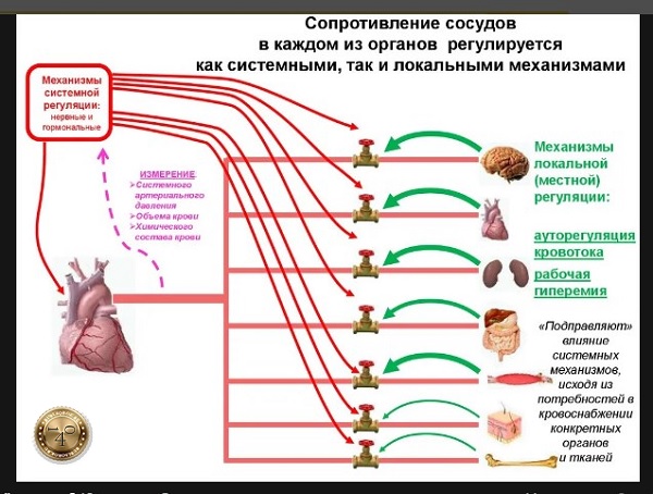 сопротивление сосудов