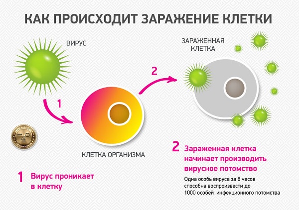 заражение клетки вирусом