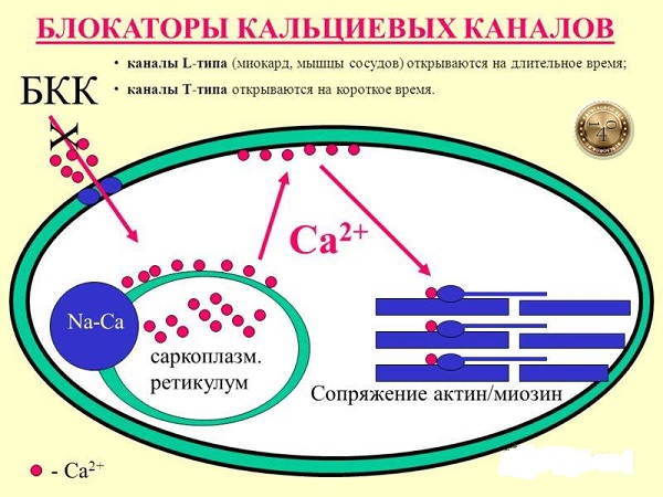 кальциевые каналы