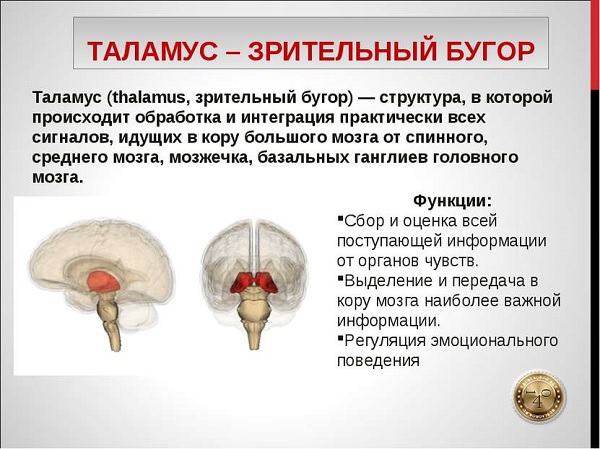 таламус