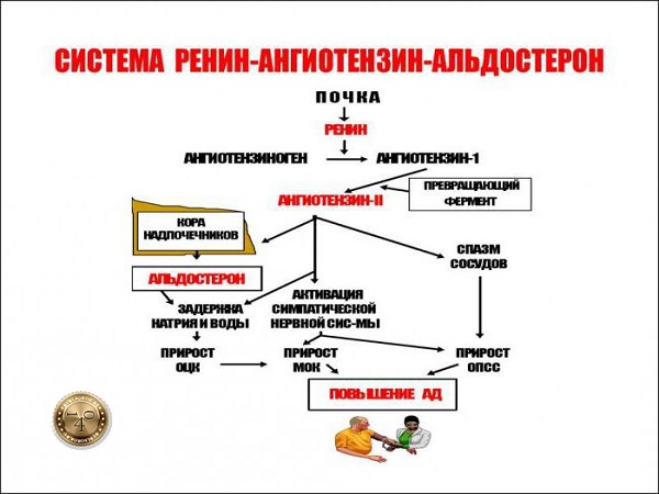 система ренин-ангиотензин-альдостерон