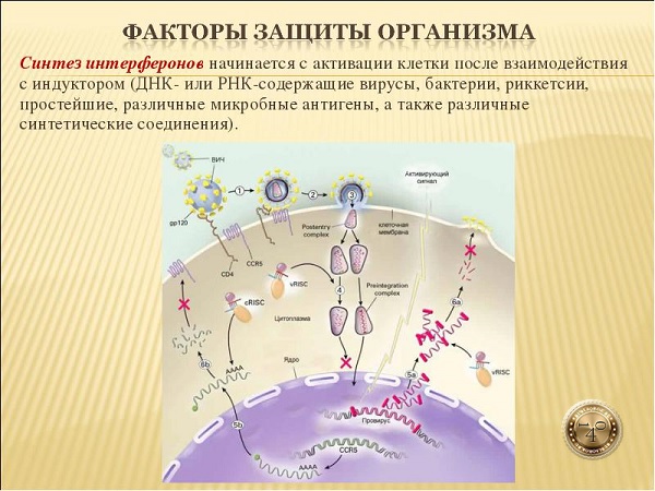 факторы защиты организма