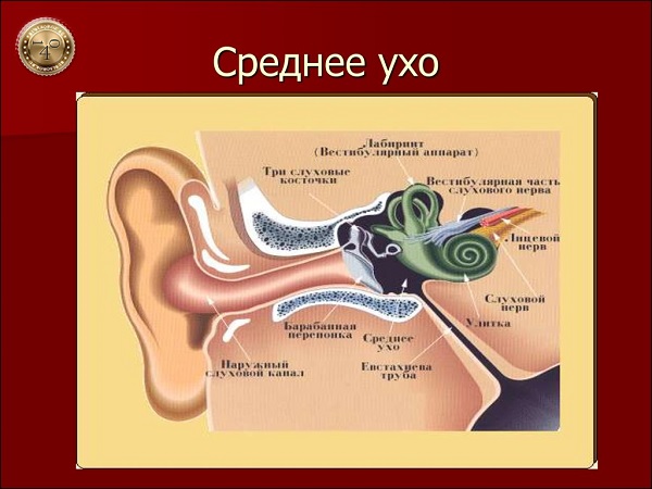 строение уха