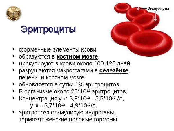 эритроциты крови