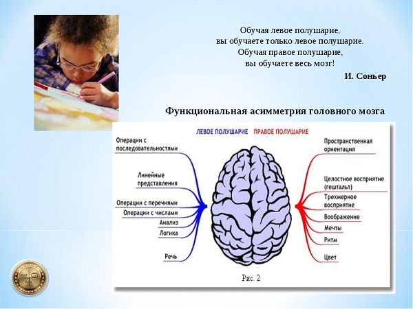 ссвойства полушарий мозга