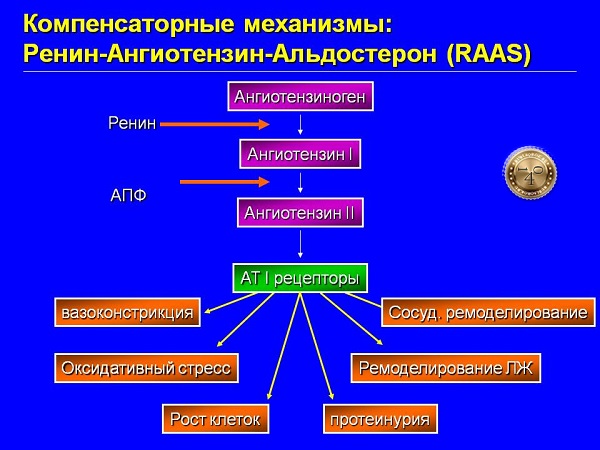 ангиотензин 1 и 2