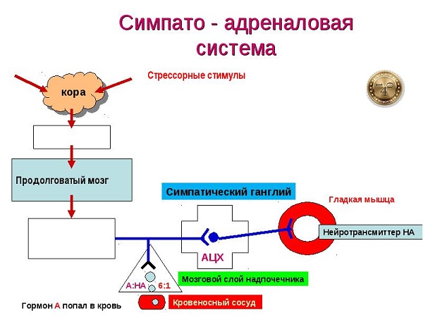 симпато-адреналовая система