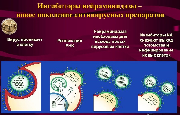 нейраминидазы