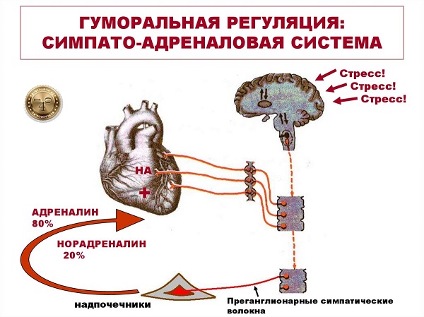 симпато-адреналовая система