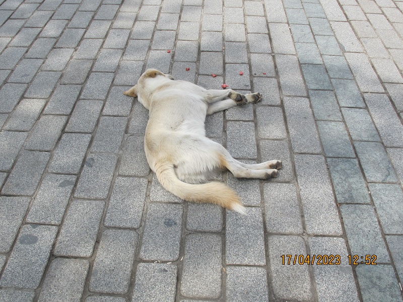 Собака на мостовой